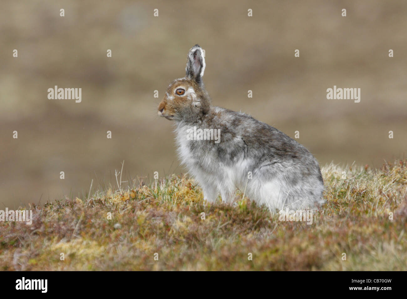 Schneehase Lepus Timidus Schottland Stockfoto