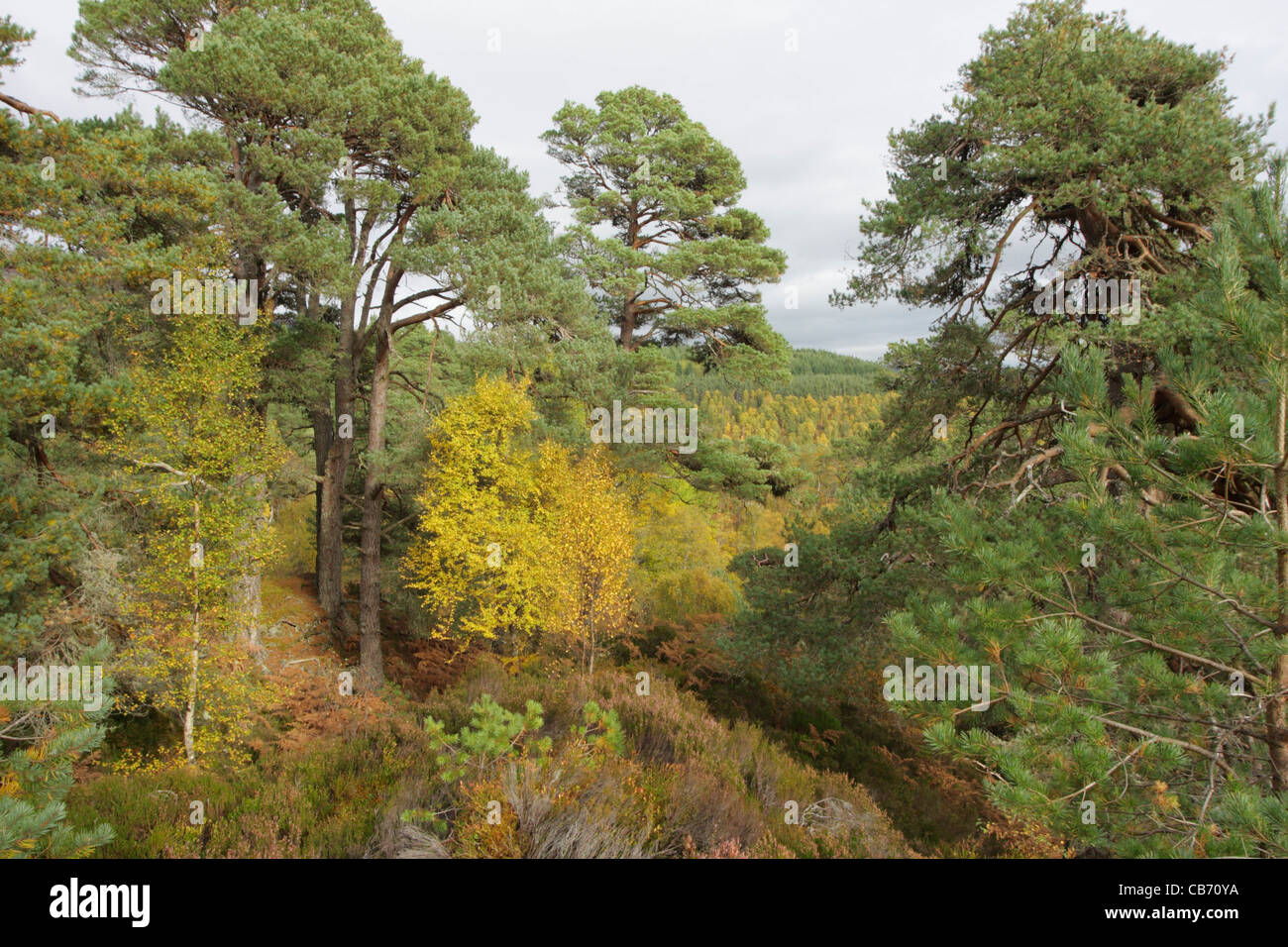 Glen Affric Stockfoto