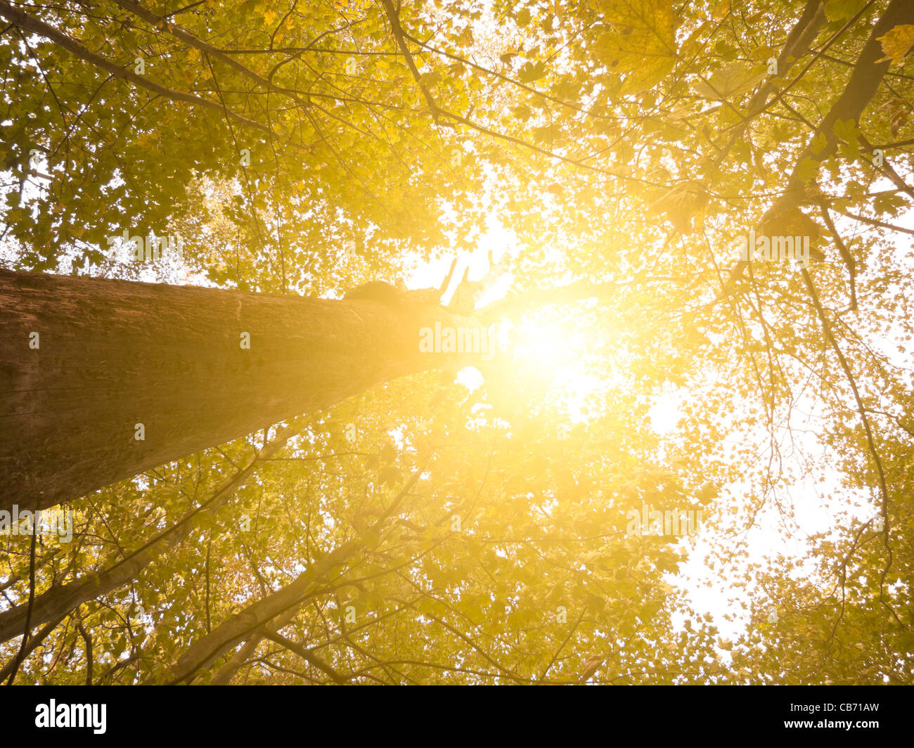 Sonne-Trog-Wald Stockfoto