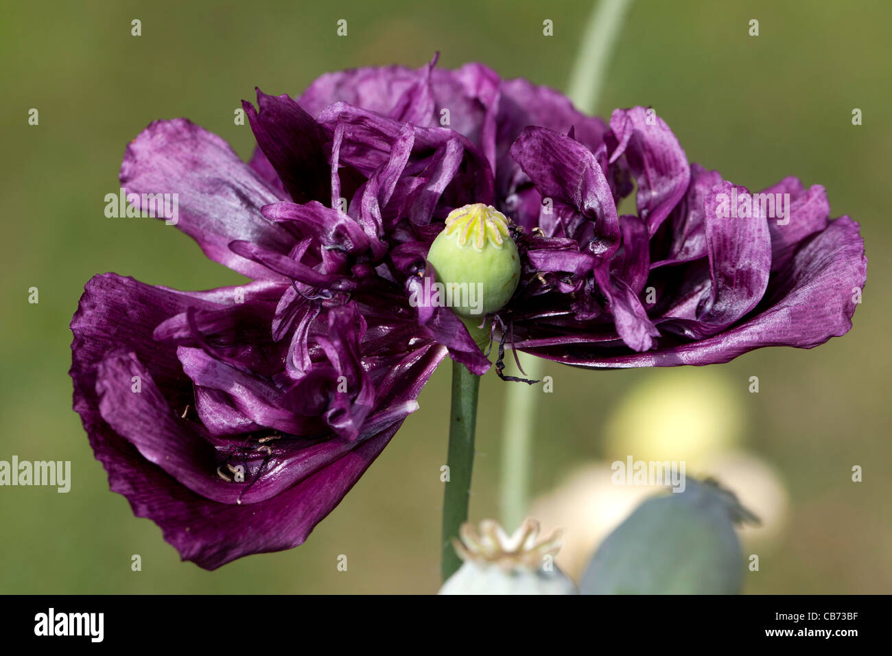 'Black Dragon', Pionvallmo Schlafmohn (Papaver somniferum) Stockfoto