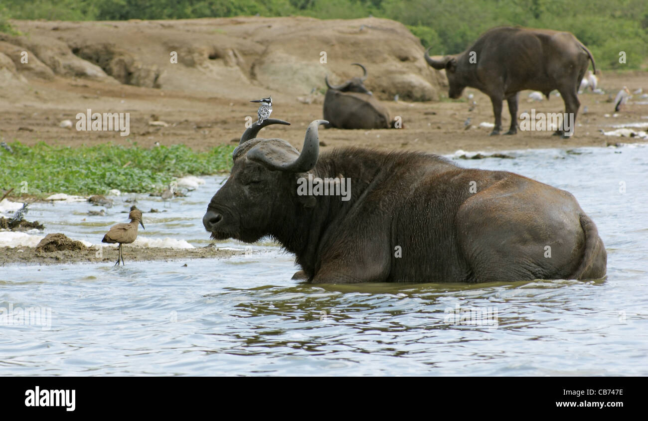 Afrikanische Büffel in Uganda (Afrika) Stockfoto