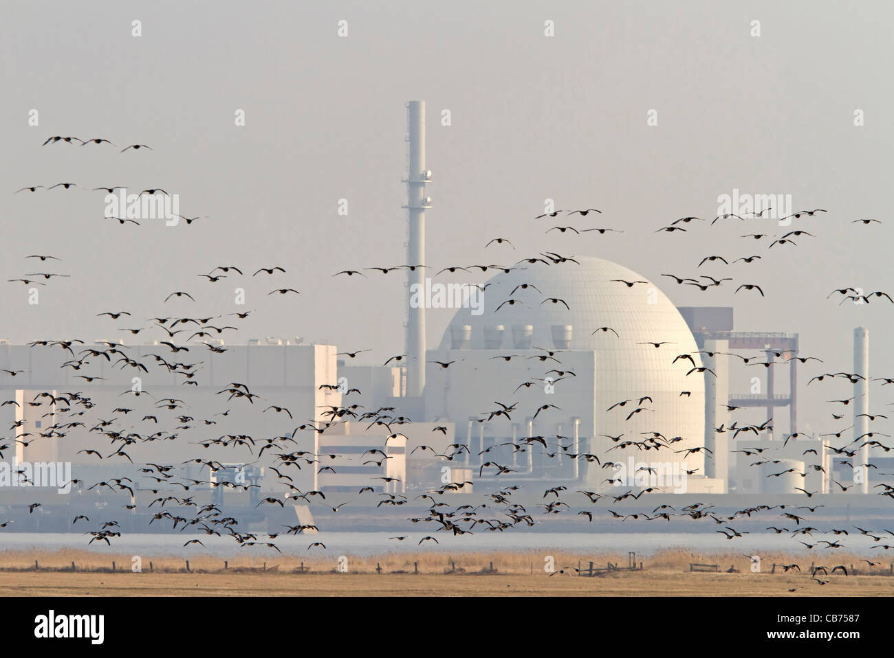 Seepocken mit Kernkraftwerk Brokdorf (Branta Leucopsis) Stockfoto