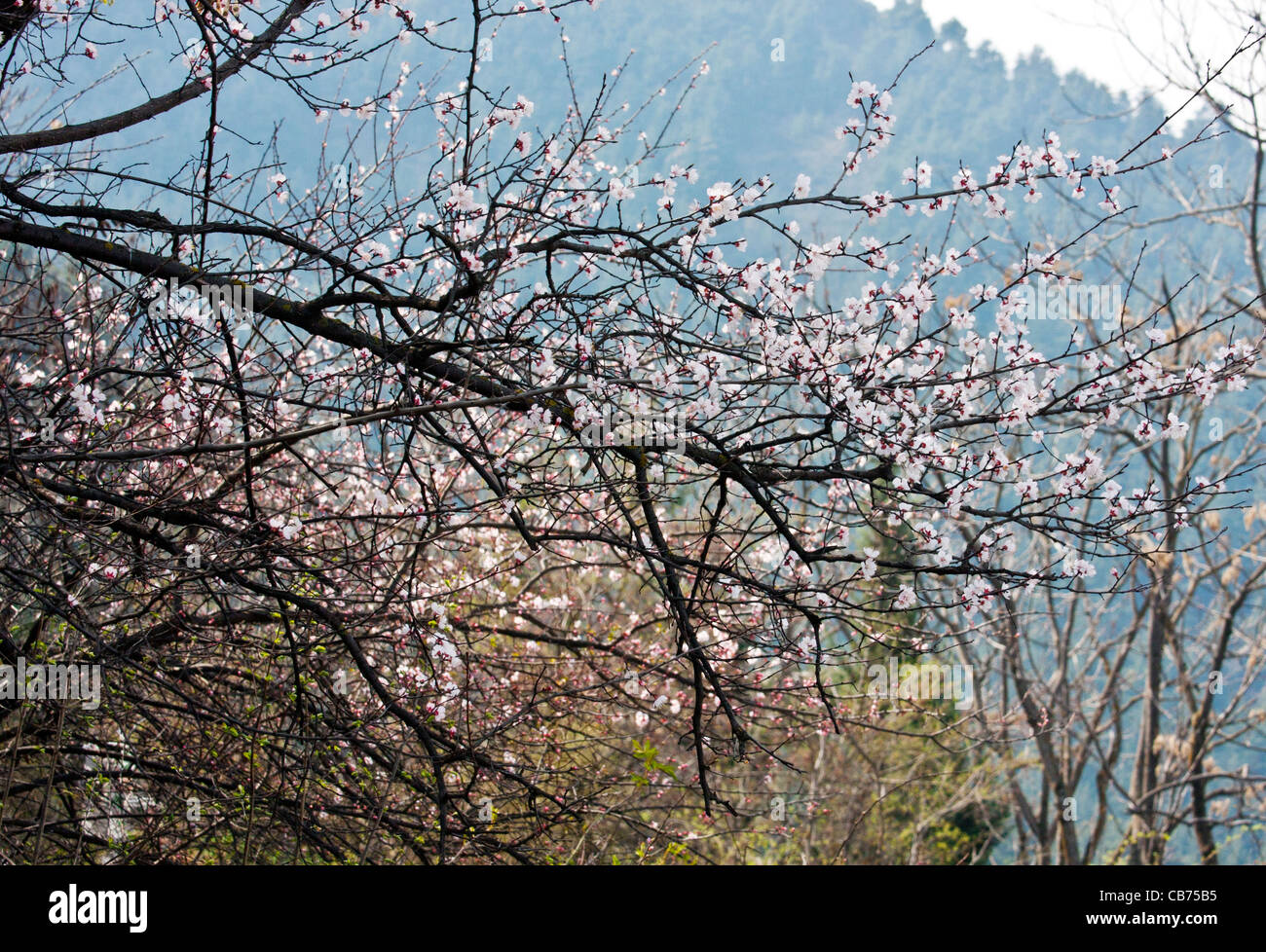 Ein Obstgarten von Aprikosen in Srinagar, Indien Stockfoto