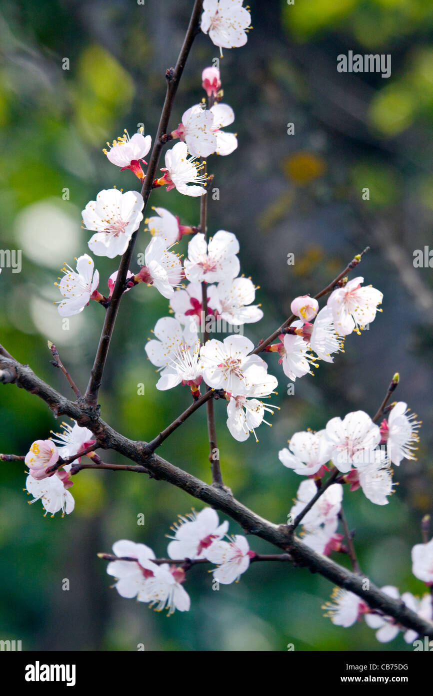 Nahaufnahme von Blumen aus einem Obstgarten von Aprikosen in Srinagar, Indien Stockfoto