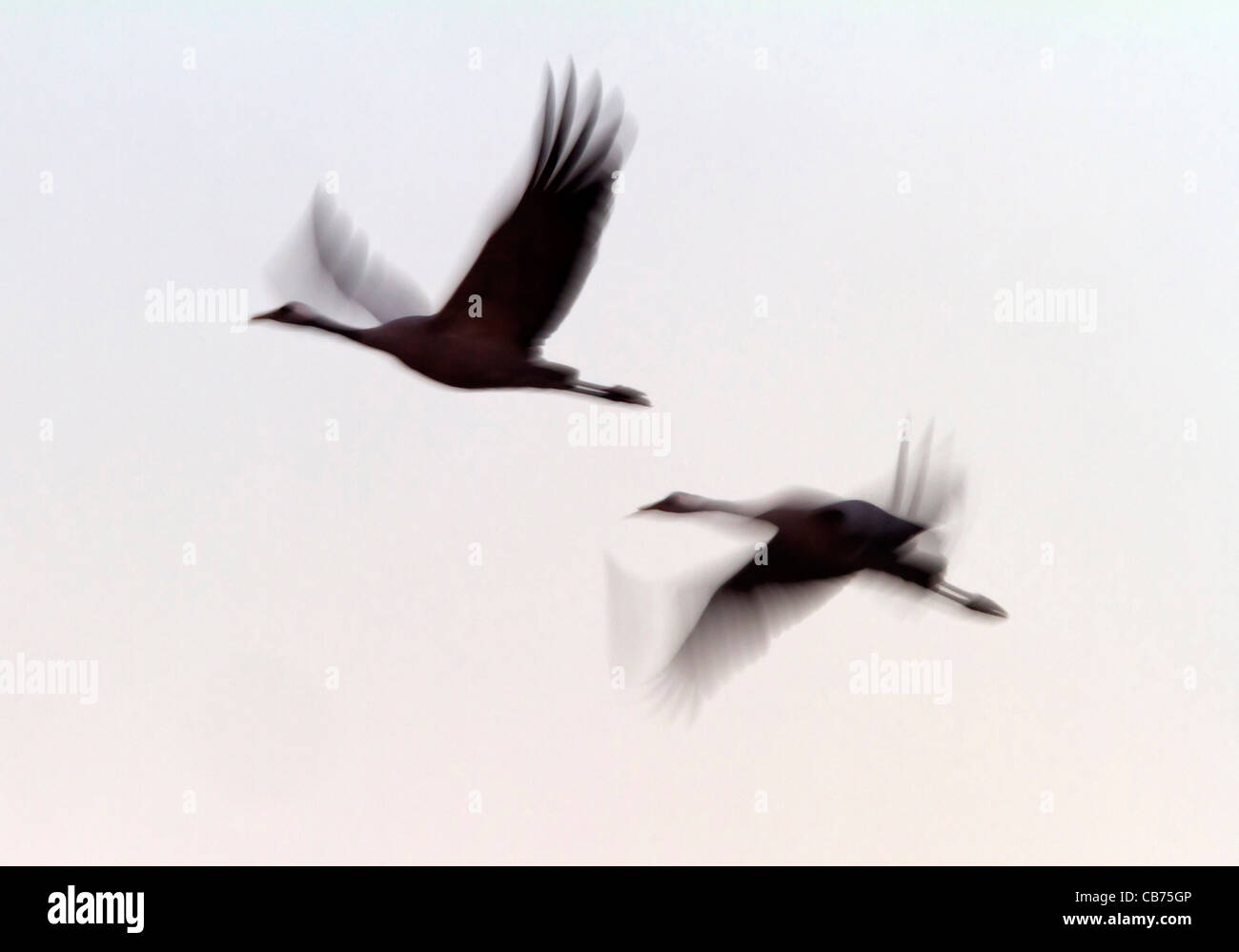 Kraniche (Grus Grus) Stockfoto