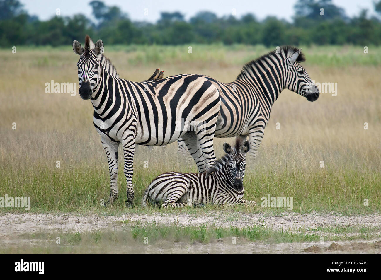 Burchell Zebra (Equus Quagga Burchellii) in das Okavango Delta, Botswana, Afrika Stockfoto