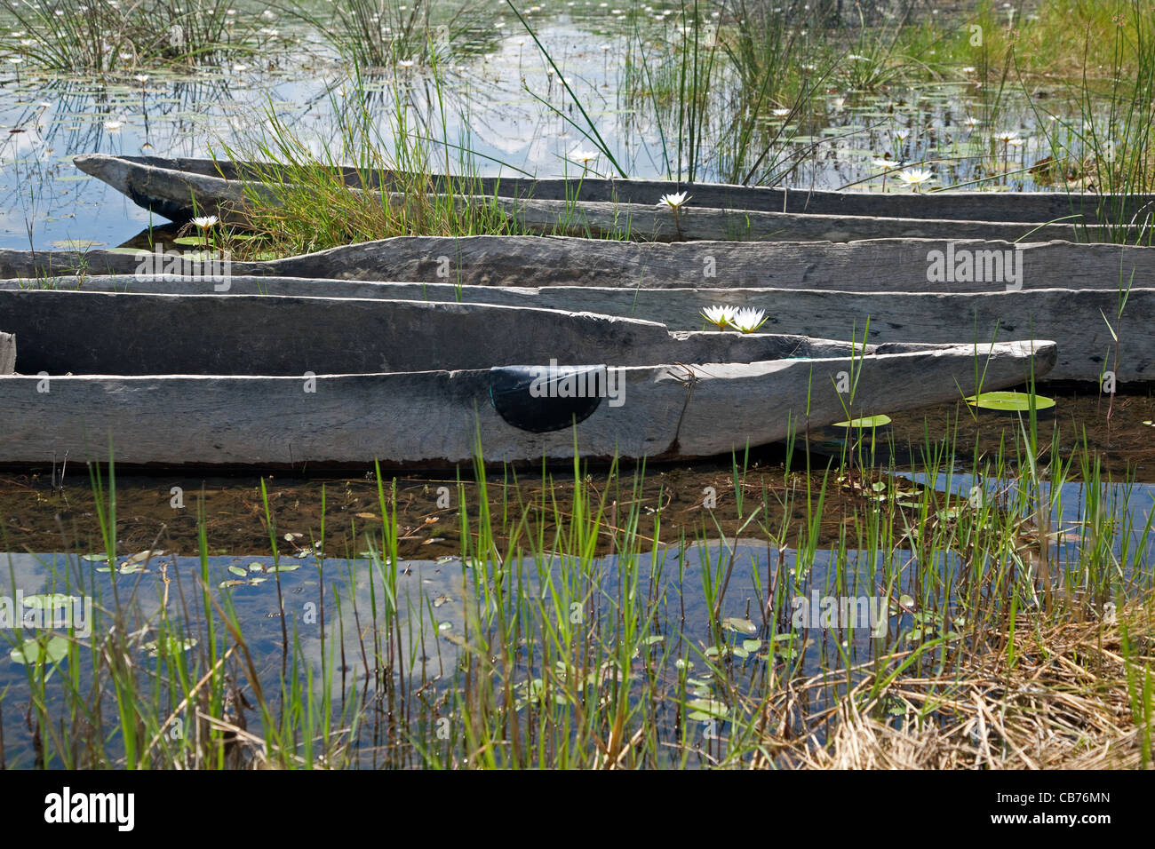 Traditionellen hölzernen Kanus, Mokoros / Makoros in das Okavango Delta, Botswana, Afrika Stockfoto