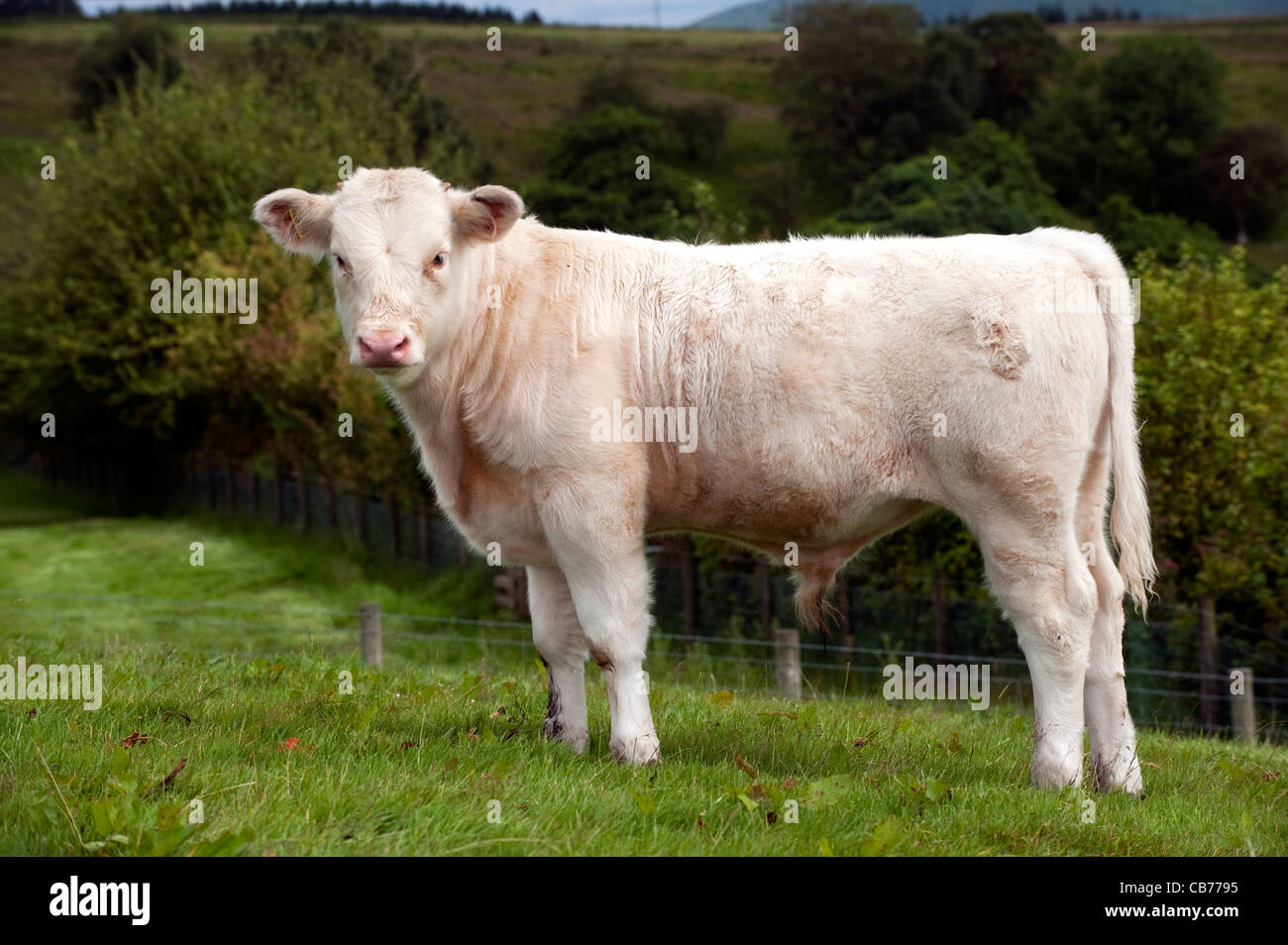 Whitebred Shorthorn Stier Kalb im Hochland Weide Stockfoto