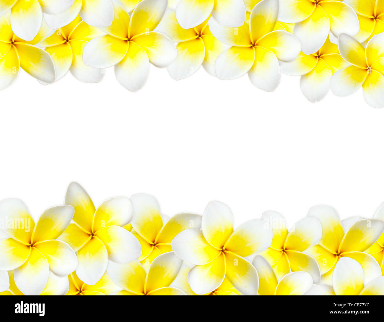 Frangipani Hintergrund mit Exemplar Stockfoto