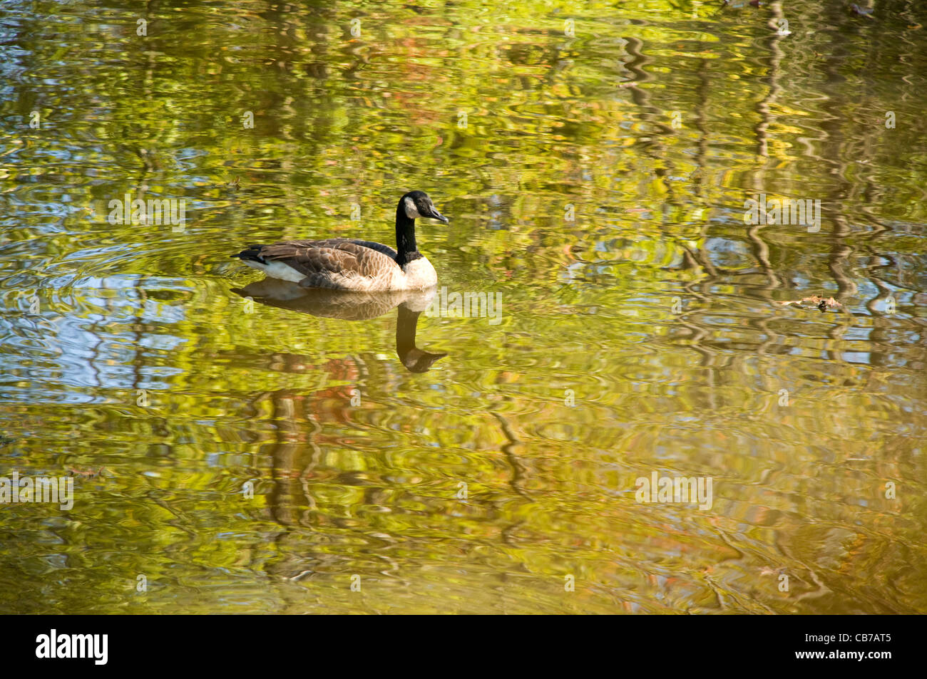 Gans oder Stockente schwimmen in einem Herbst Strom mit wellige Spiegelungen im Wasser Stockfoto