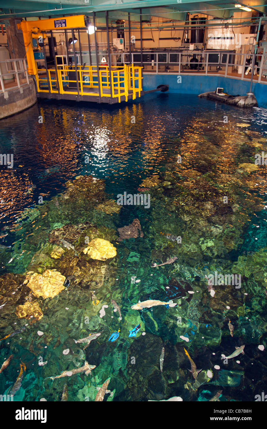 Hinter die Kulissen des Aquarium of the Pacific. Kunststoffe sind ewig Jugendgipfel - 12. März 2011. Hotel Maya, Long Beach Stockfoto