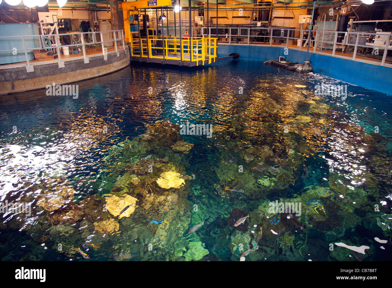 Hinter die Kulissen des Aquarium of the Pacific. Kunststoffe sind ewig Jugendgipfel - 12. März 2011. Hotel Maya, Long Beach Stockfoto