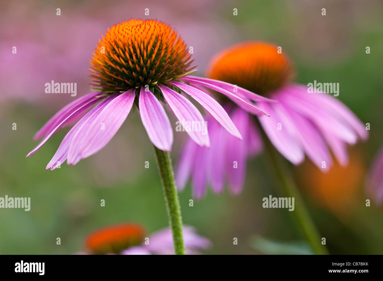 Lila Sonnenhut, Echinacea purpurea Stockfoto