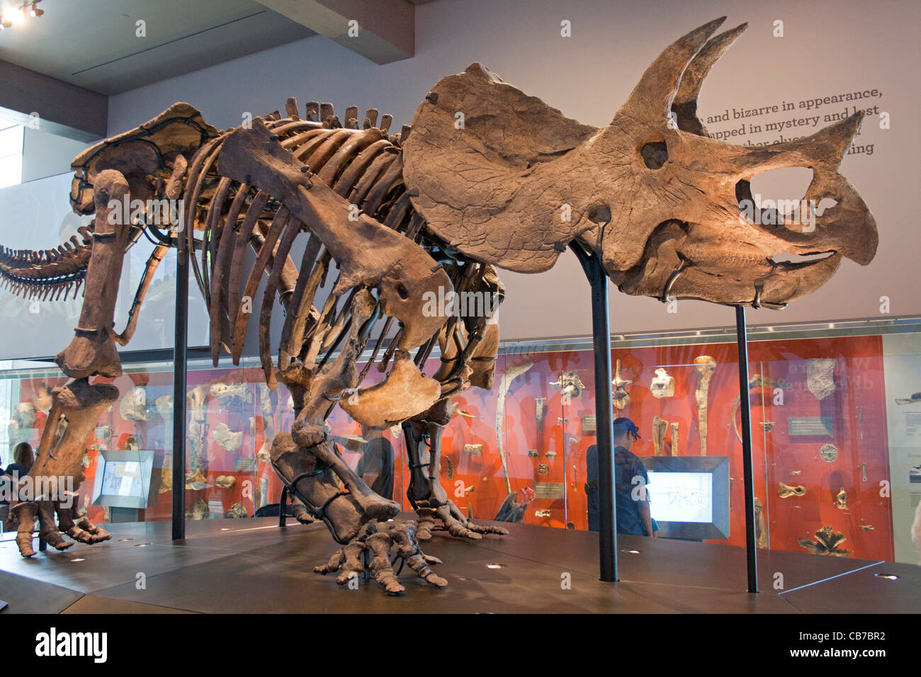 Triceratops, Sauriersaal, Natural History Museum, Los Angeles, Kalifornien, USA Stockfoto