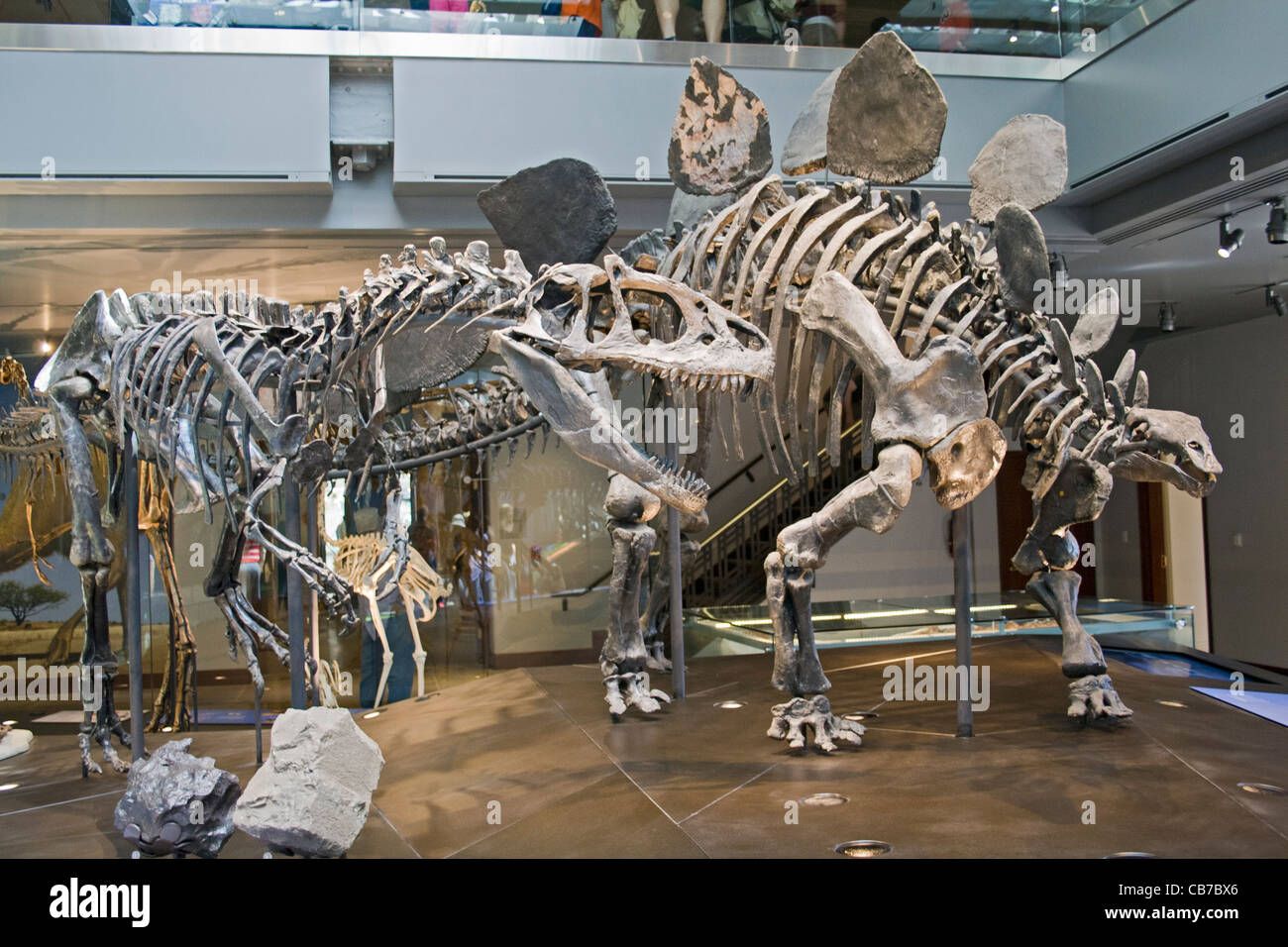 Allosaurus Fragilis und Stegosaurus Stenops, Sauriersaal, Natural History Museum, Los Angeles, Kalifornien, USA Stockfoto