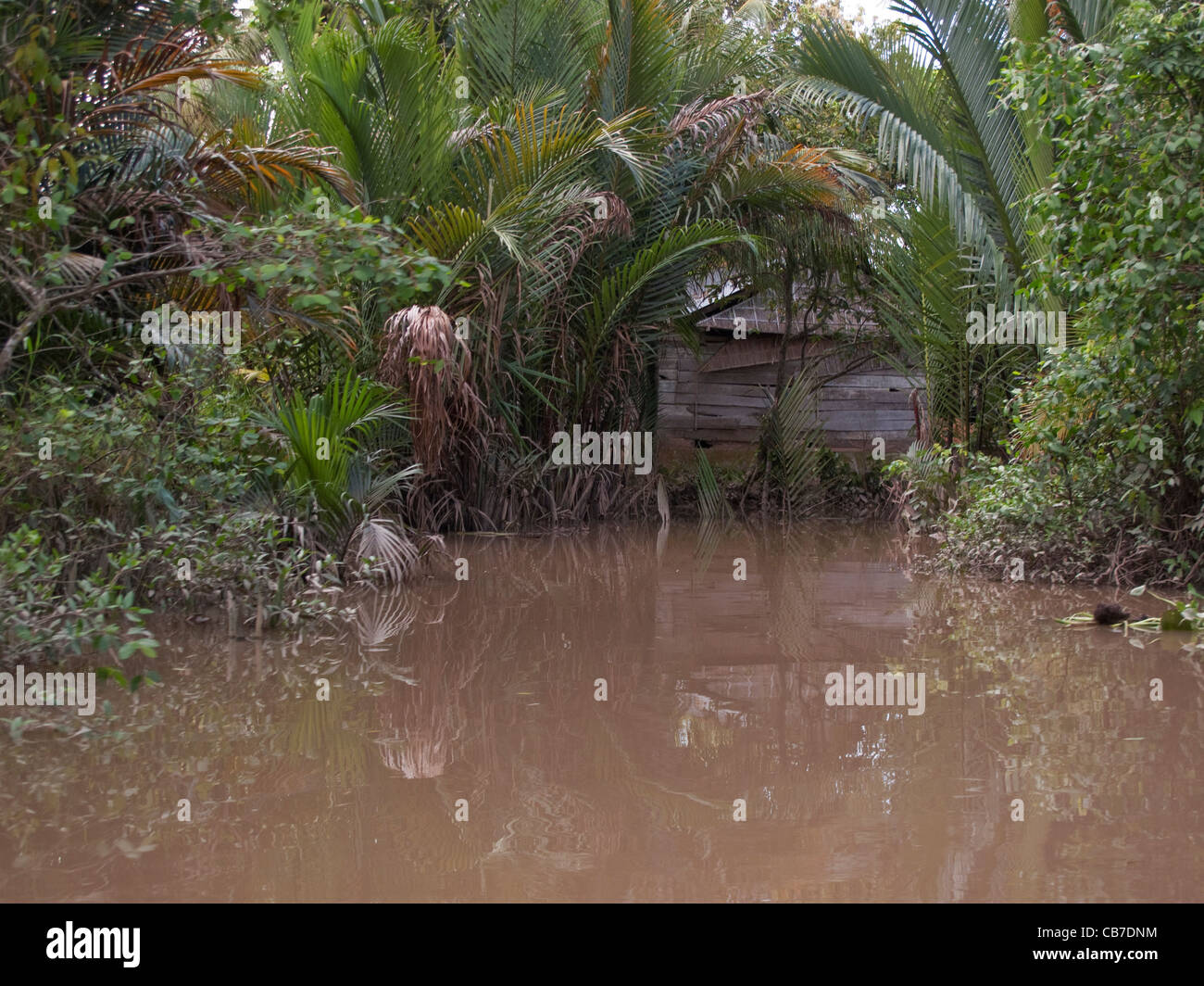 Stelzenhaus und dichten Dschungel Laub im Mekong-Delta in Vietnam Stockfoto