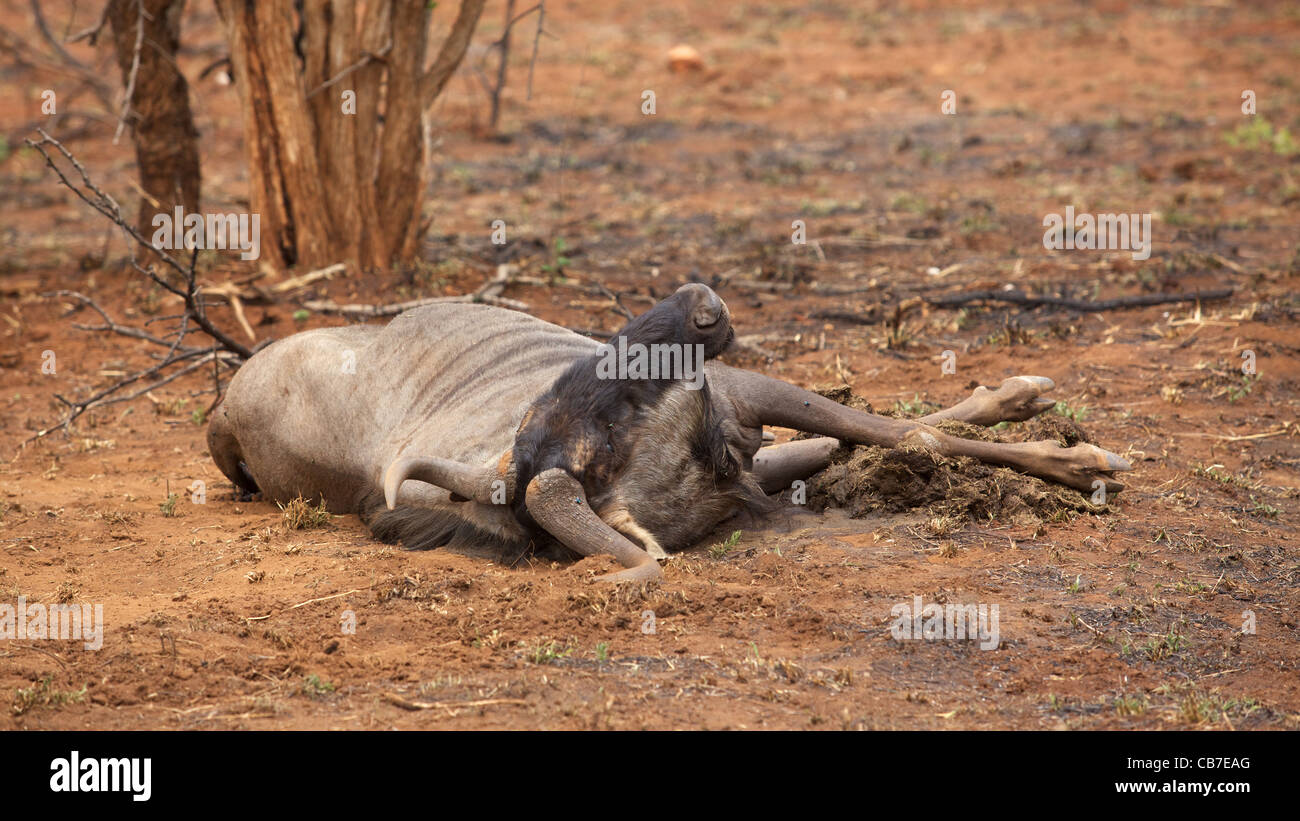 Gnus (Connochaetes Taurinus) Kadaver im Kruger National Park, Südafrika. Stockfoto