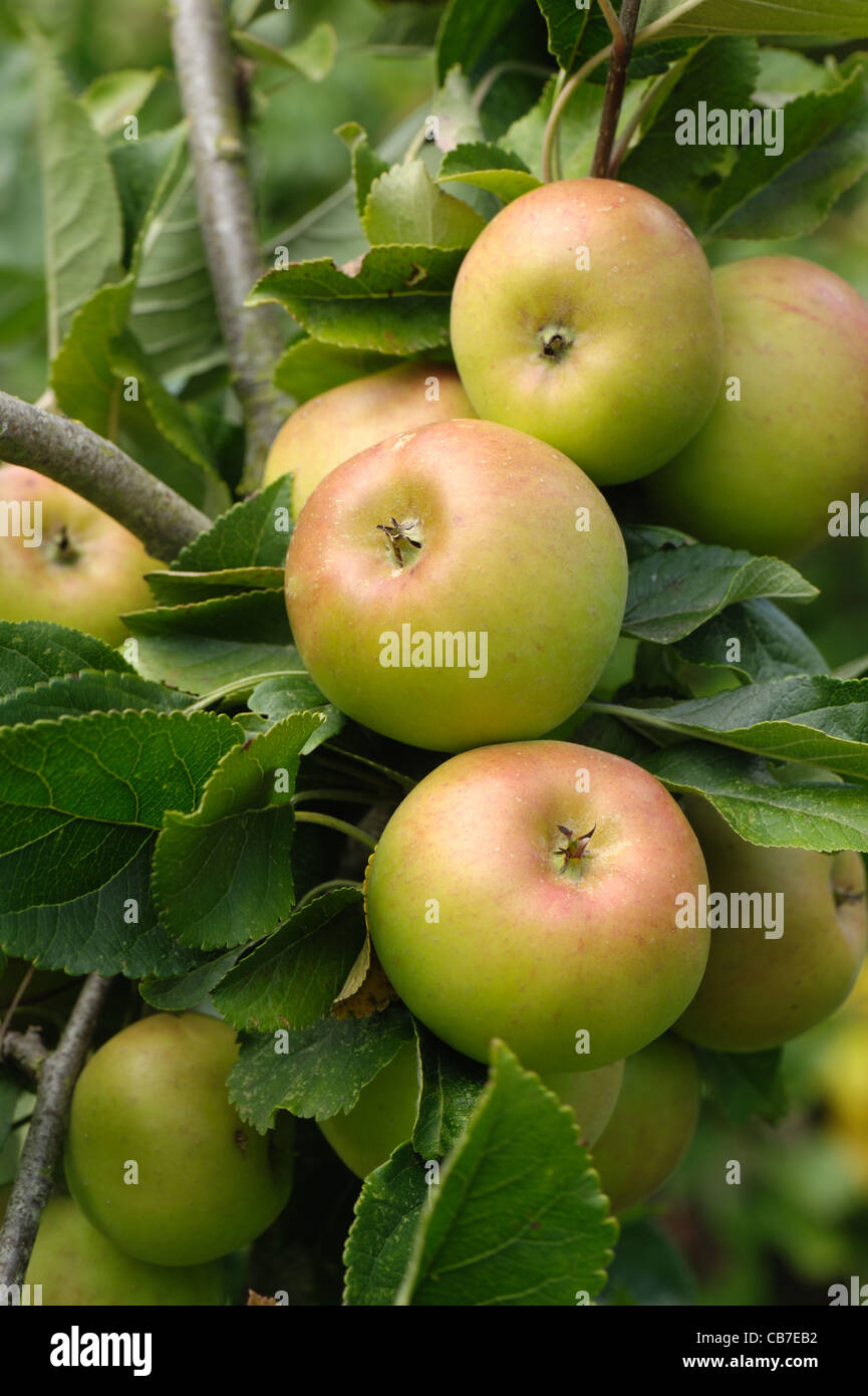 Reife reife Äpfel an einem kleinen Baum Stockfoto