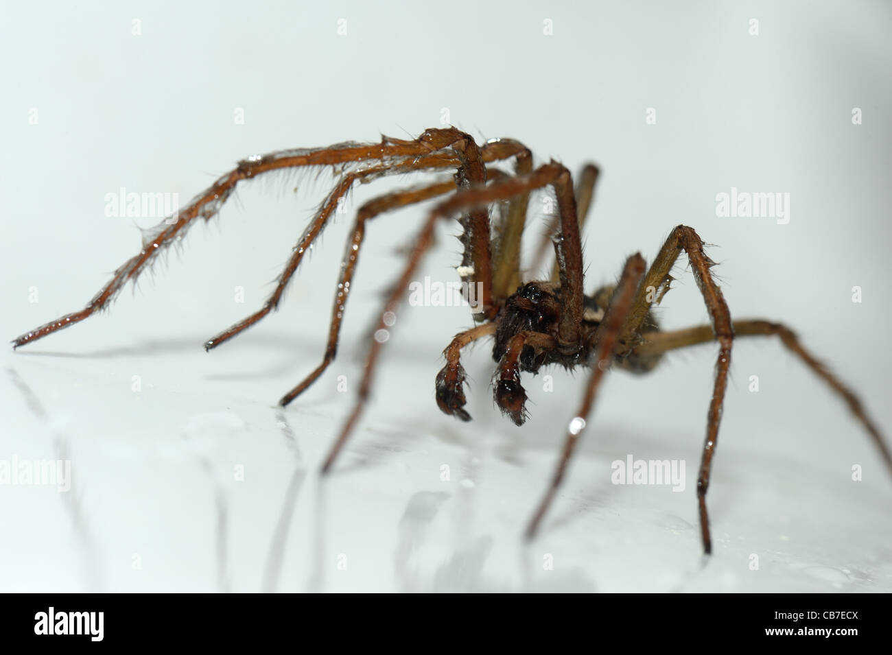 Haus Spinne (Tegenaria Gigantea) in einer Küchenspüle und leicht nass Stockfoto