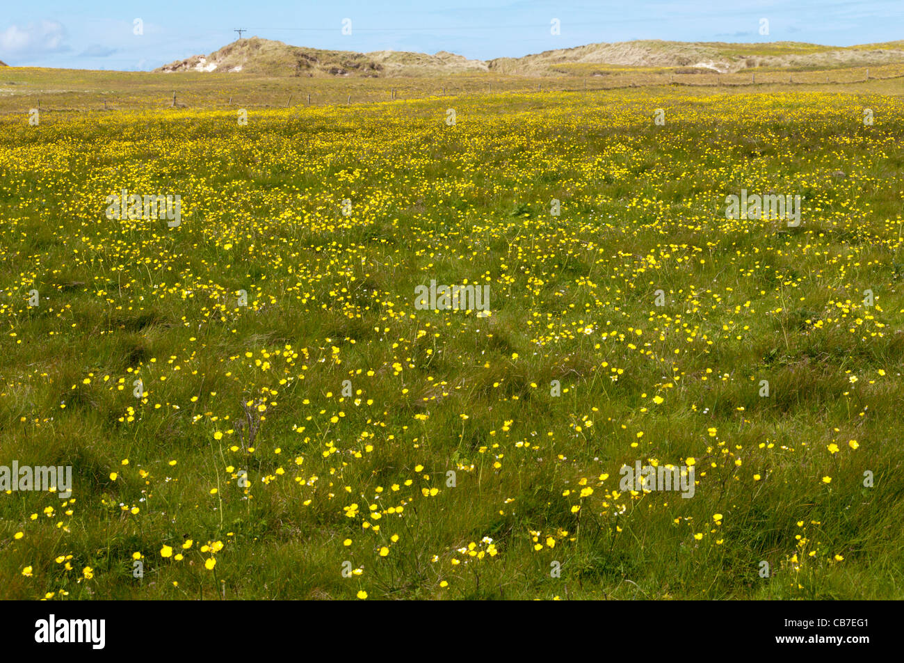 Ein Feld von Butterblumen im Norden der Insel Barra, äußeren Hebriden, Schottland Stockfoto