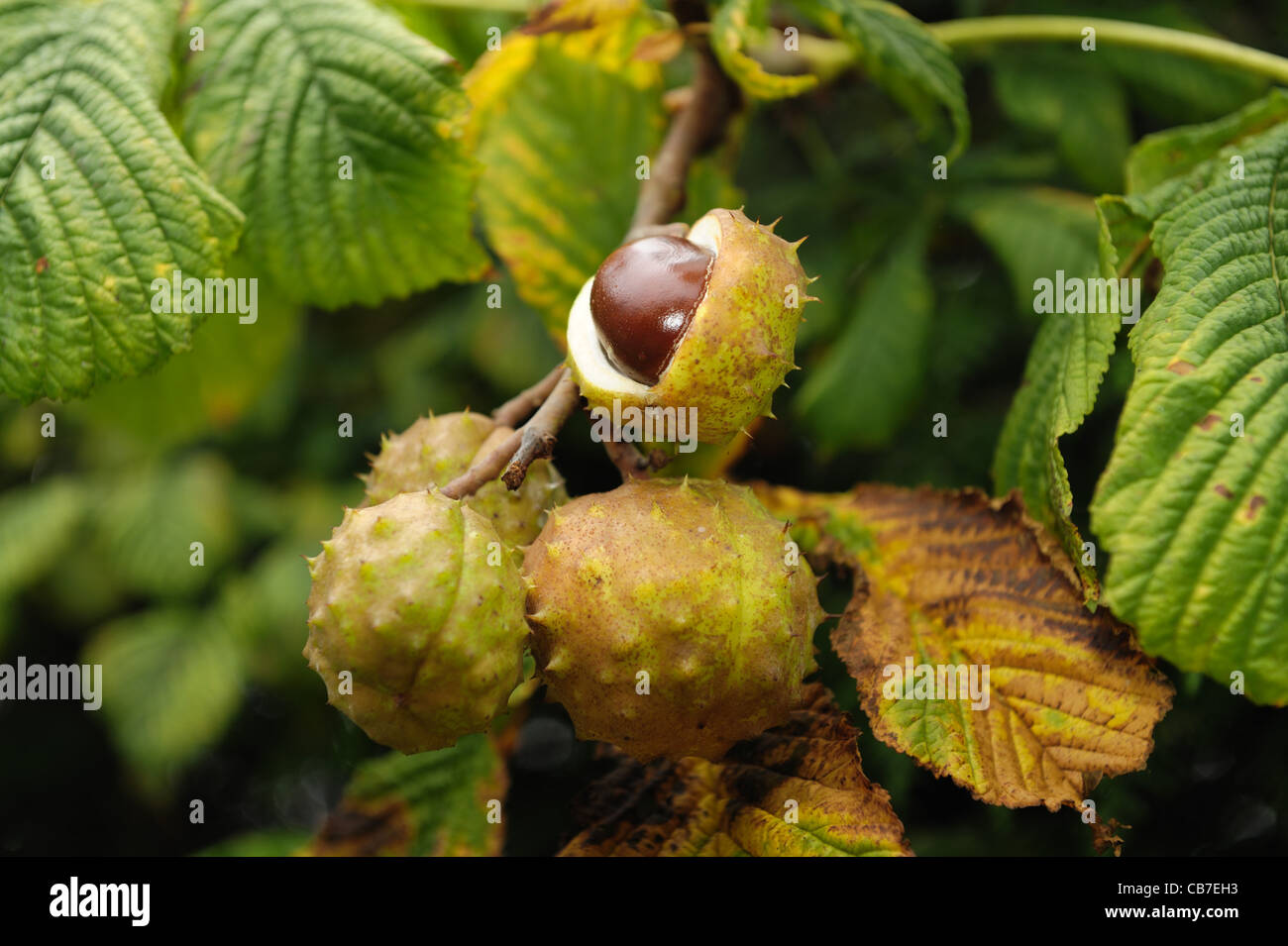 Rosskastanie (Aesculus Hippocastanum) Baum Früchte "Conkers" auf dem Baum, ein offenes Stockfoto