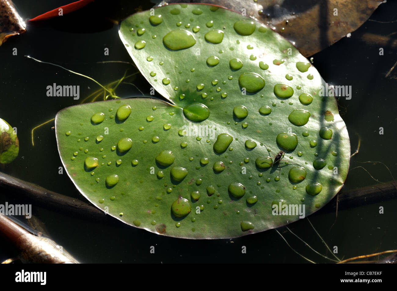 Regen Sie Wassertropfen auf Seerose Blatt auf einen Gartenteich Stockfoto