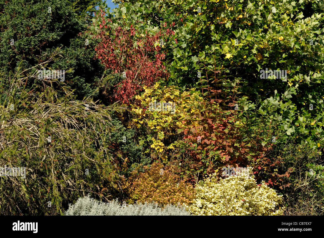 Terrassenförmig angelegten Devon Garten Sträucher und kleine Bäume mit einer Palette von Herbstfarben Stockfoto