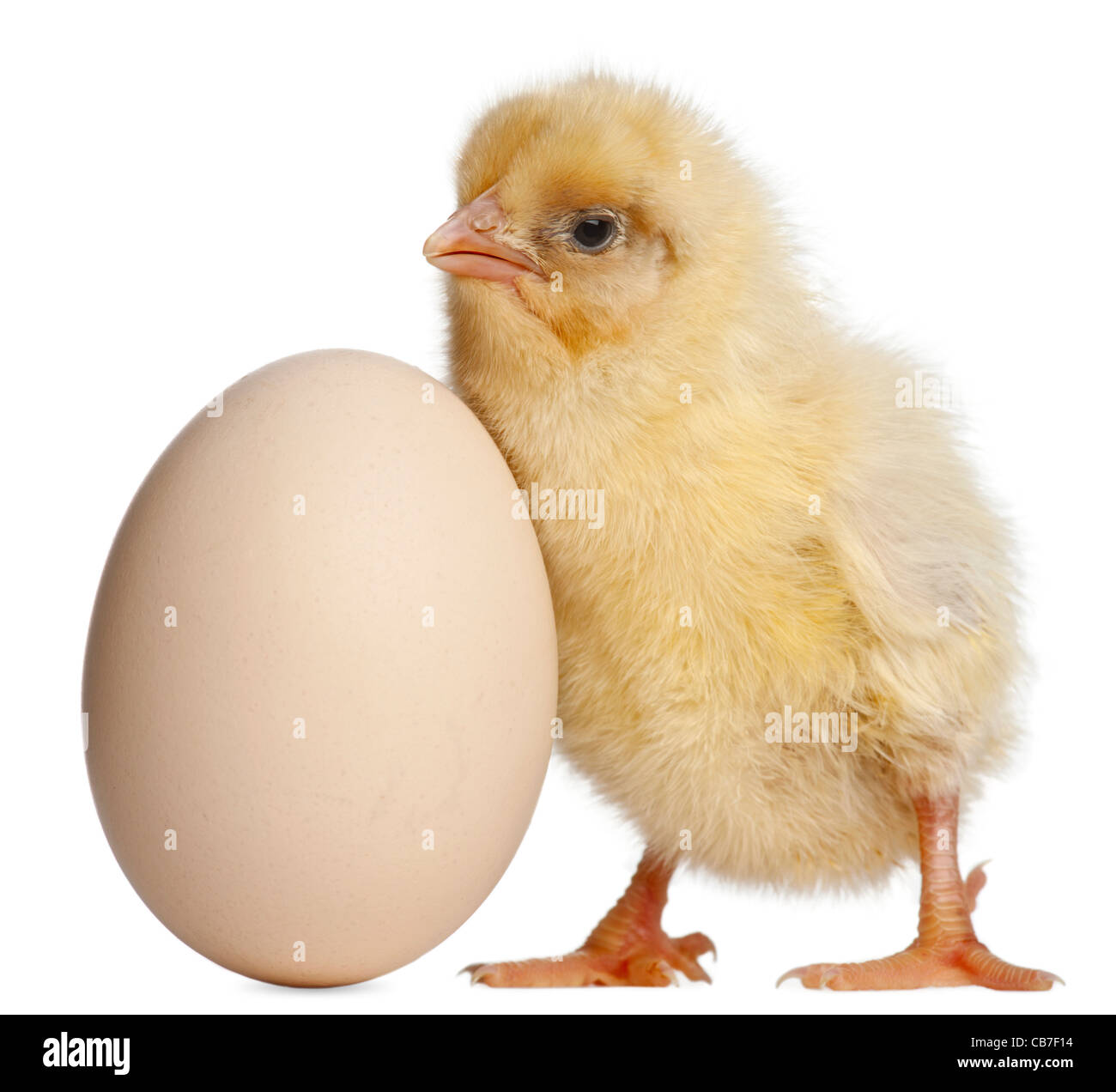 Küken mit Ei, 2 Tage alt, vor weißem Hintergrund Stockfoto