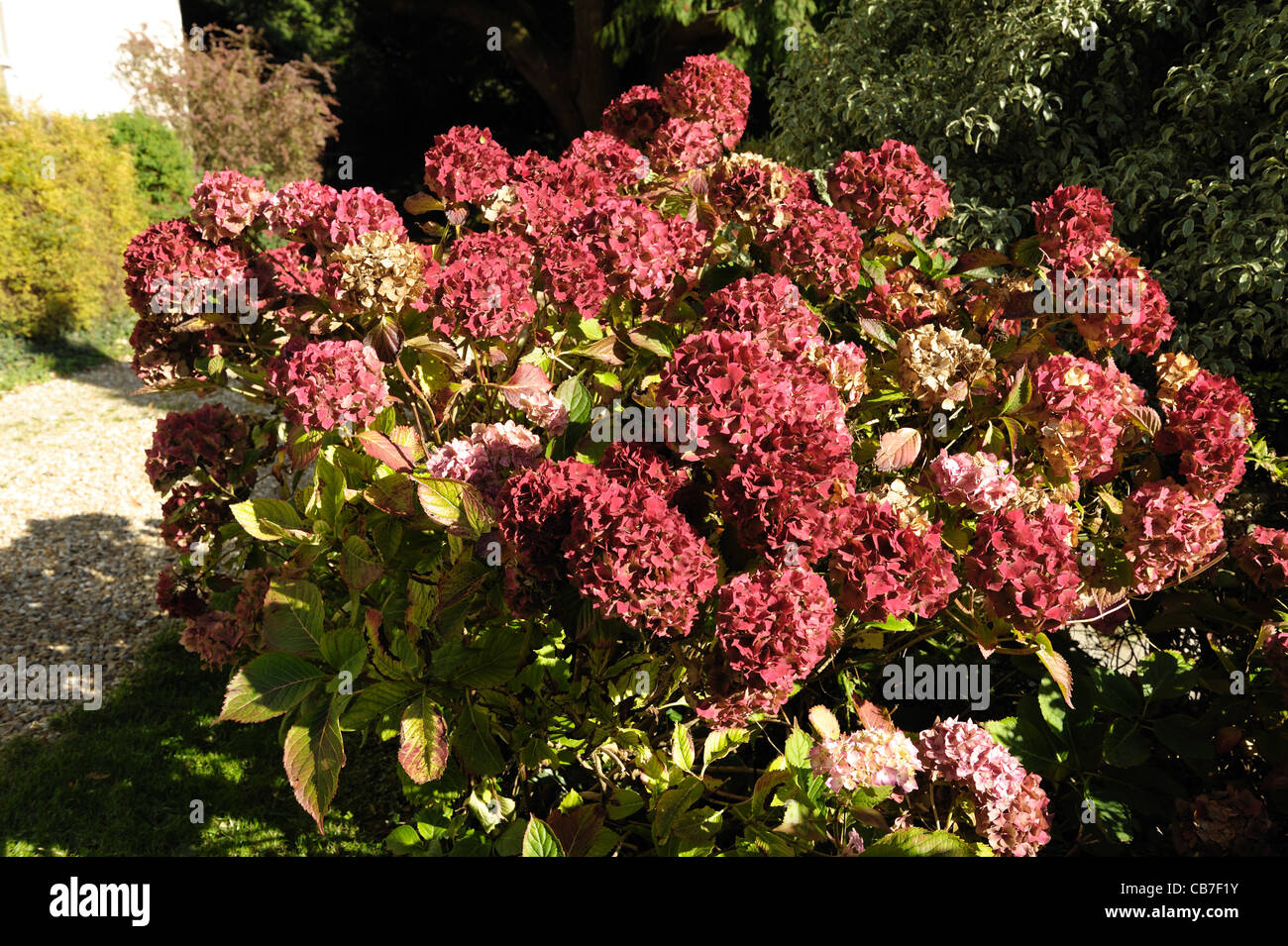 Alte rote Flowerheads von Hydrangea Macrophylla im Herbst Stockfoto