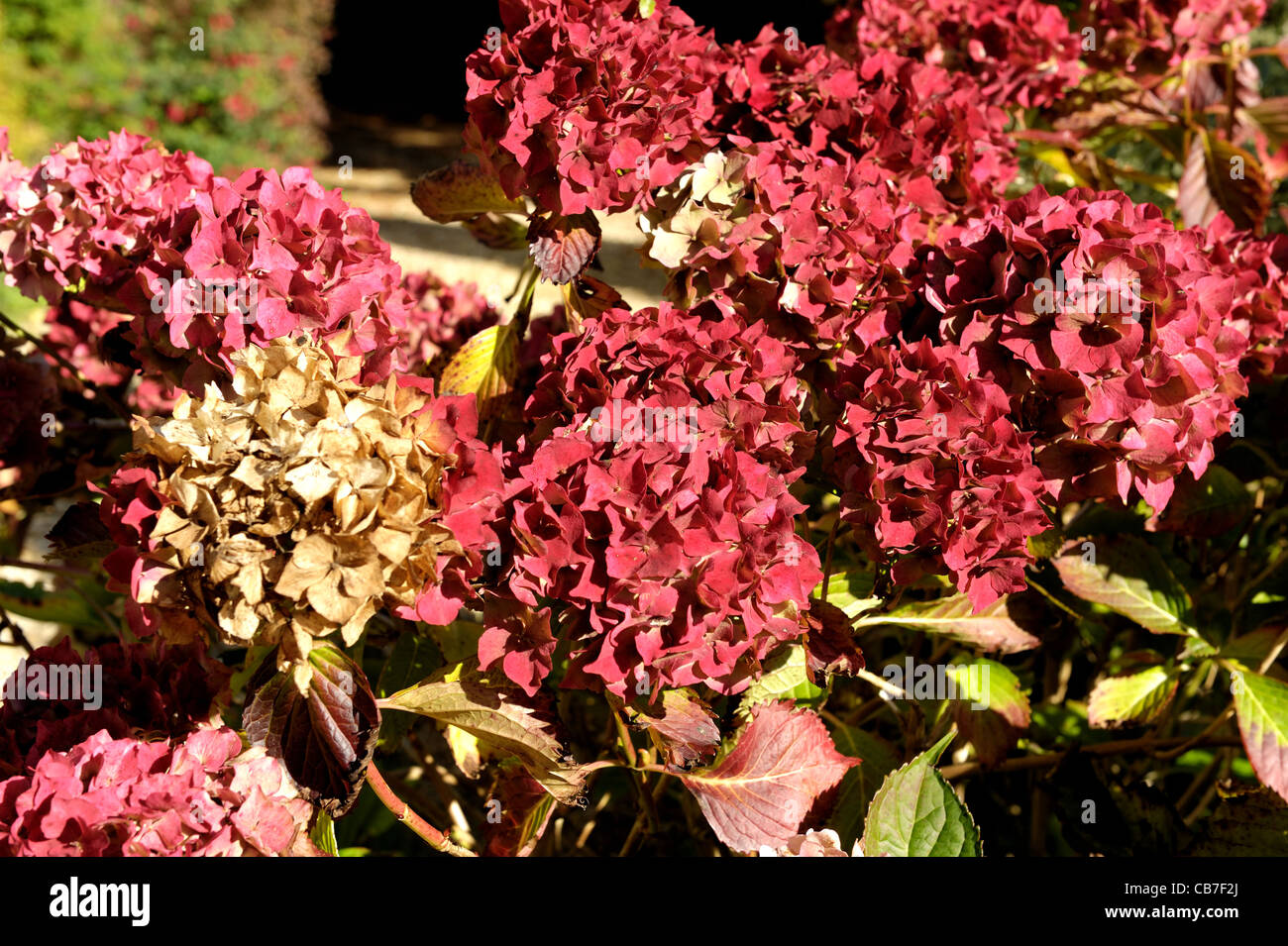 Alte rote Flowerheads von Hydrangea Macrophylla im Herbst Stockfoto