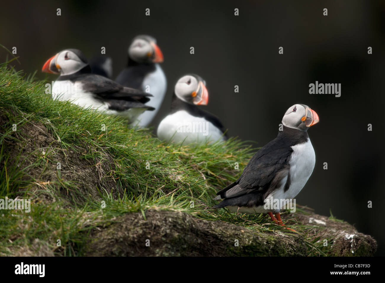 Papageitaucher oder gemeinsame Puffin, Fratercula Arctica auf Mykines, Färöer Inseln Stockfoto