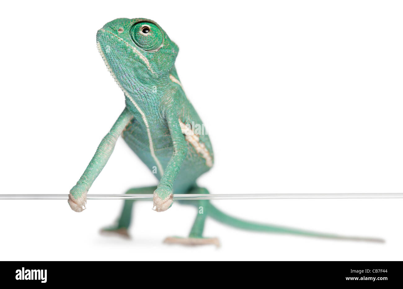 Junge Jemenchamäleon Chamaeleo Calyptratus, hält Zeichenfolge vor weißem Hintergrund Stockfoto