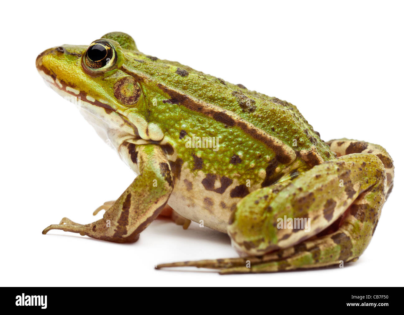 Gemeinsamen europäischen Frosch oder essbare Frosch, Rana kl. Esculenta, vor weißem Hintergrund Stockfoto
