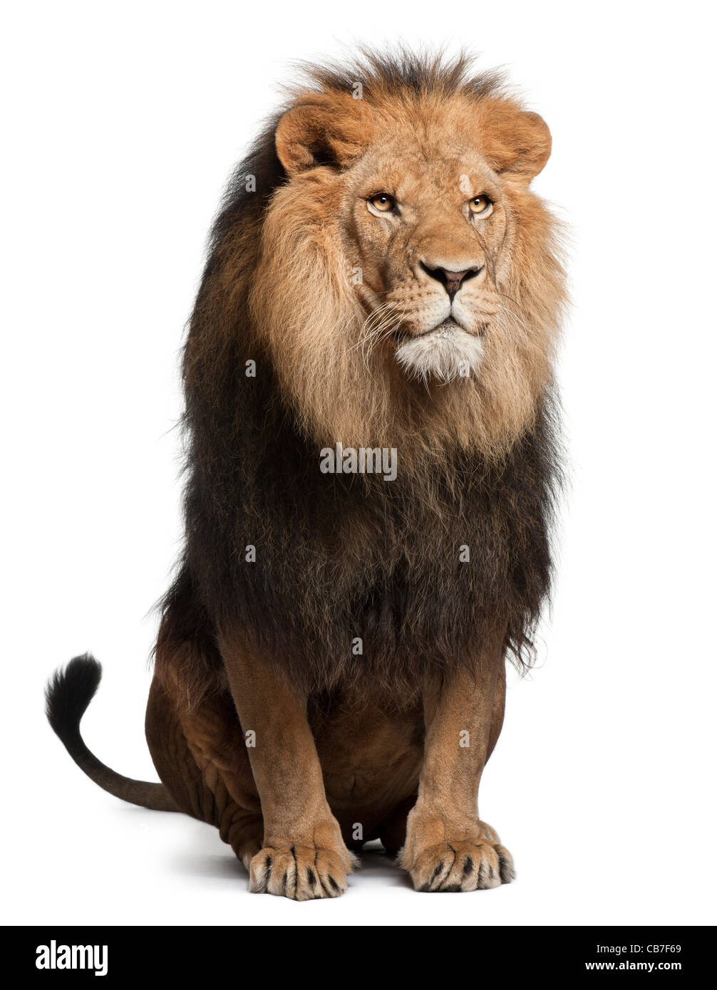 Löwe, 8 Jahre alt, Panthera Leo vor einem weißen Hintergrund Stockfoto