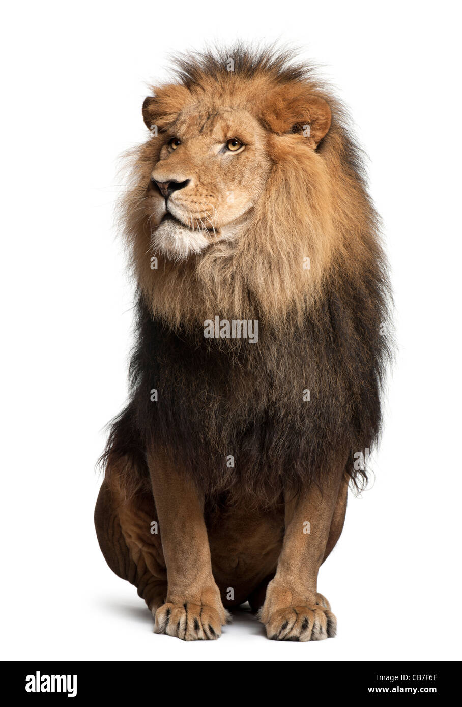 Löwe, 8 Jahre alt, Panthera Leo vor einem weißen Hintergrund Stockfoto