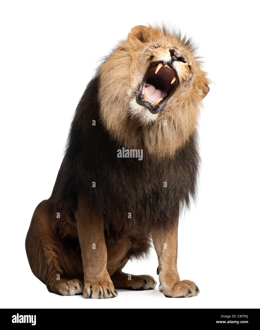 Löwen, 8 Jahre alt, Panthera Leo, brüllen vor einem weißen Hintergrund Stockfoto