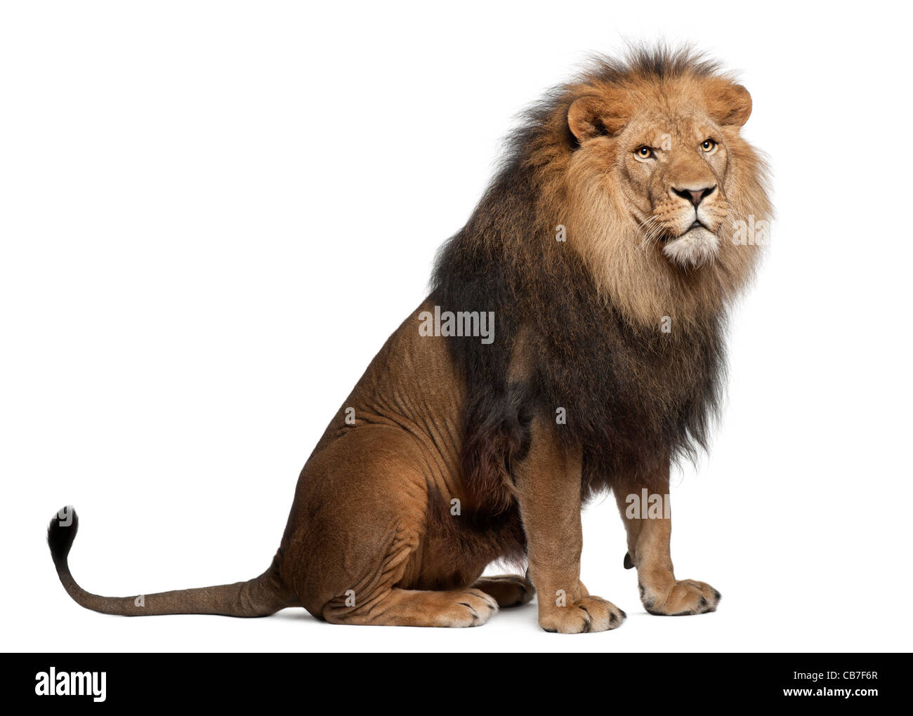Löwe, 8 Jahre alt, Panthera Leo vor einem weißen Hintergrund Stockfoto