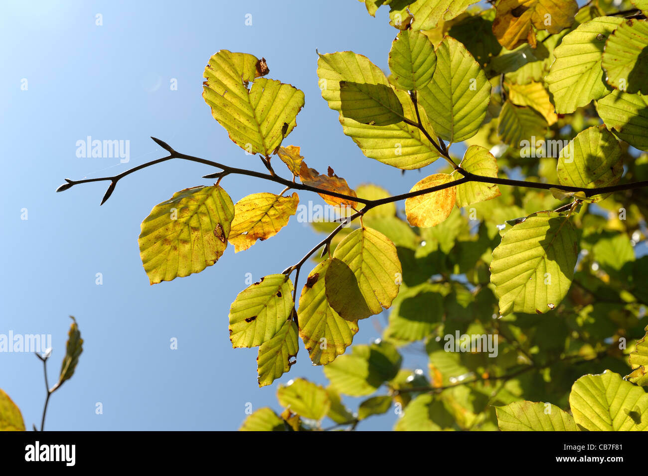 Buche verlässt Anfang bis Farbwechsel im Herbst vor blauem Himmel Stockfoto