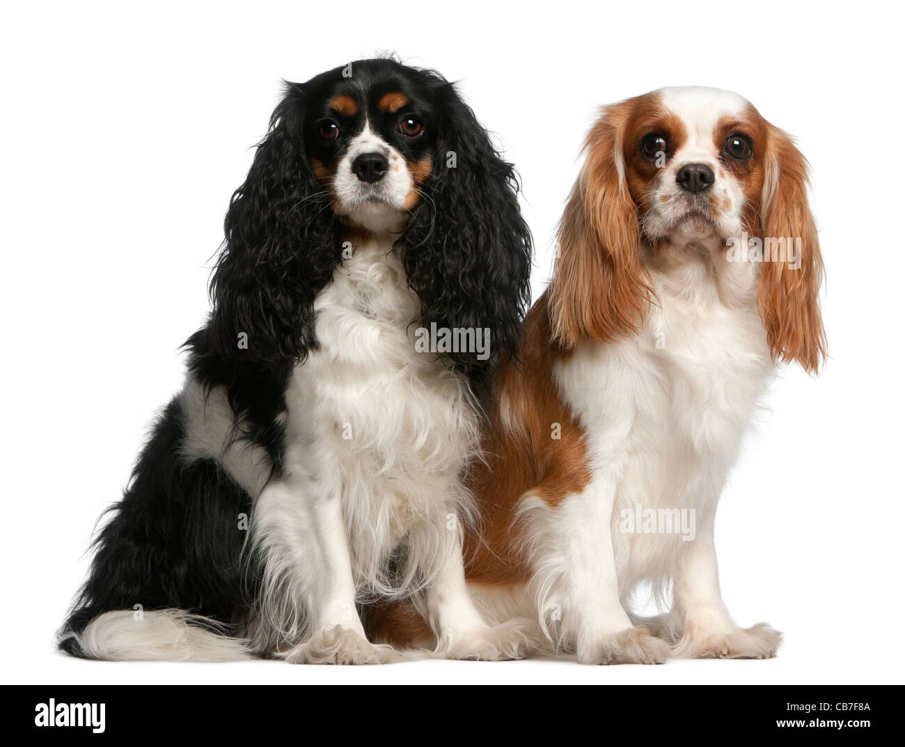 Cavalier King Charles Spaniel, 3 und 2 Jahre alt, sitzt vor weißem Hintergrund Stockfoto