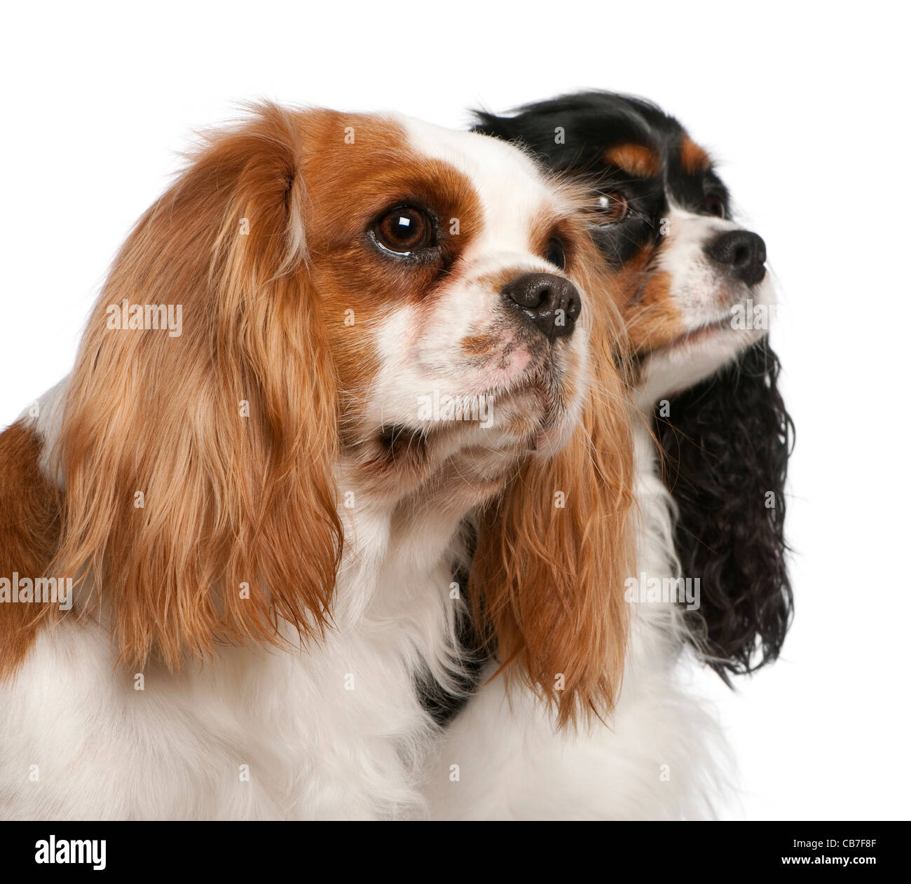 Nahaufnahme des Cavalier King Charles Spaniels, 3 und 2 Jahre alt, sitzt vor weißem Hintergrund Stockfoto