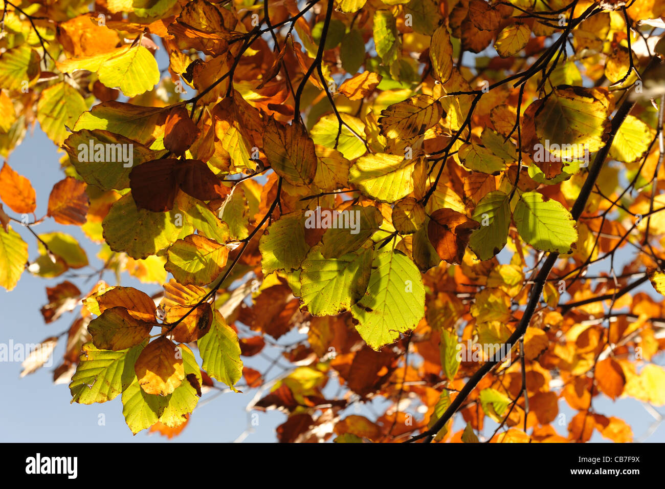 Reichen goldenen Buche Blätter in Herbstfärbung vor blauem Himmel Stockfoto