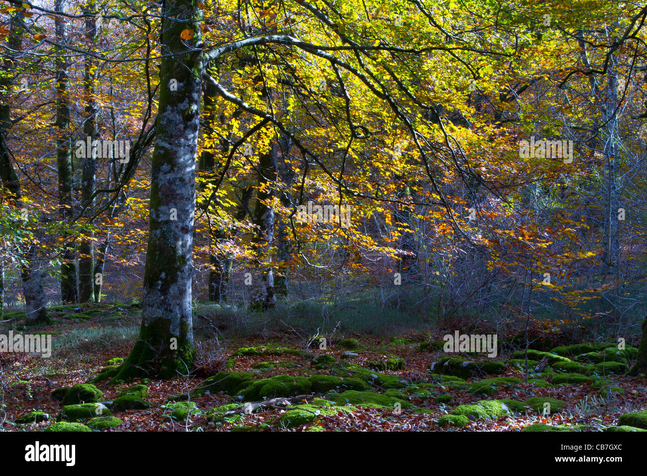 Buchenholz im Herbst.  Monte-Santiago-Naturdenkmal. Landkreis Las Merindades. Burgos, Kastilien und Leon. Spanien Stockfoto