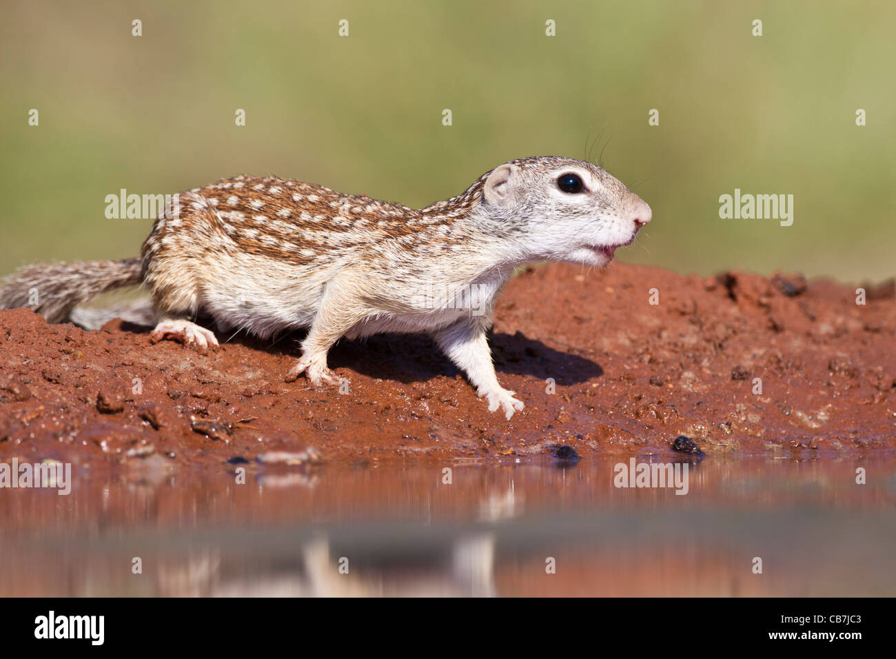 Mexikanischer Ziesel Spermophilus Mexicanus, an einem Teich Stockfoto