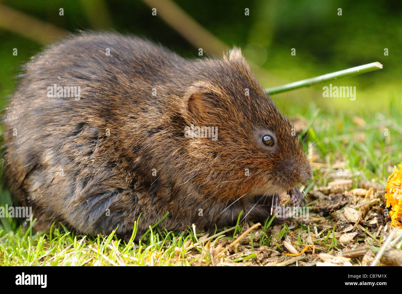 Schermaus Fütterung Stockfoto