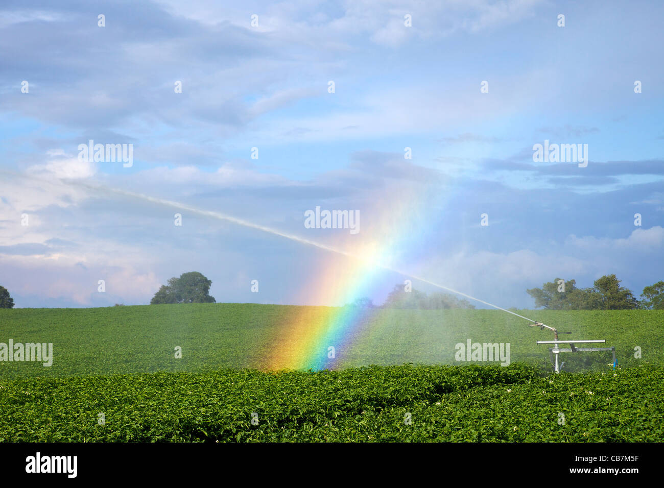 Regenbogen bilden in Spray von Wasser Bewässerung auf Kartoffelernte in der Nähe von Oswestry im Juni, Shropshire, England, UK, Vereinigtes Königreich, GB Stockfoto