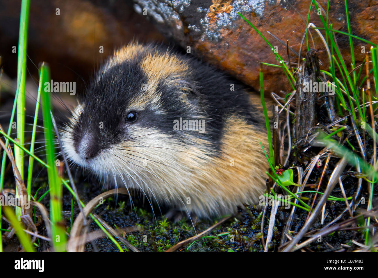 Norwegen-Lemming (Lemmus Lemmus) verlassen Graben unter Felsen in der Tundra im Sommer, Lappland, Schweden Stockfoto