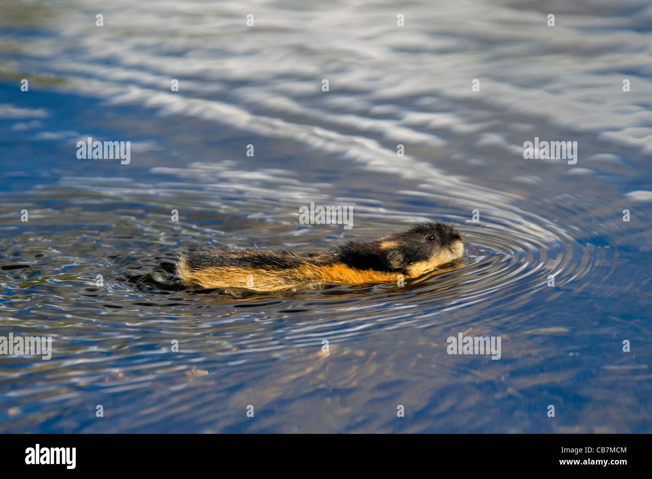 Norwegen-Lemming (Lemmus Lemmus) schwimmen über Fluss, Lappland, Schweden Stockfoto