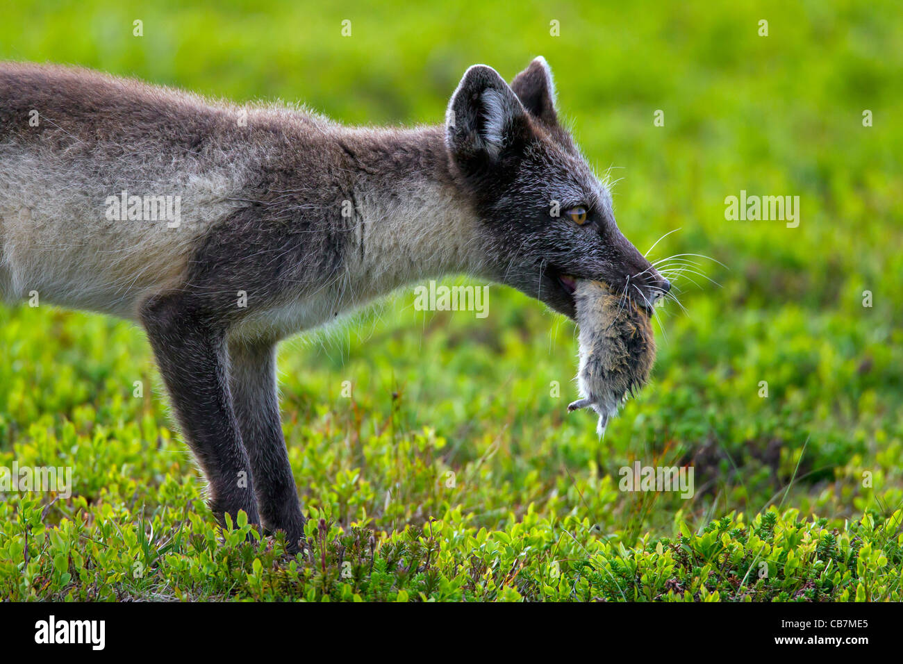 Polarfuchs (Vulpes Lagopus / Alopex Lagopus) mit Gefangenen Norwegen Lemming (Lemmus Lemmus) im Mund in der Tundra, Lappland, Schweden Stockfoto