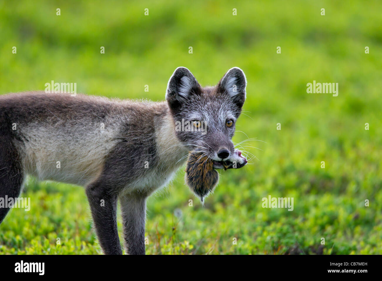 Polarfuchs (Vulpes Lagopus / Alopex Lagopus) mit Gefangenen Norwegen Lemming (Lemmus Lemmus) im Mund in der Tundra, Lappland, Schweden Stockfoto