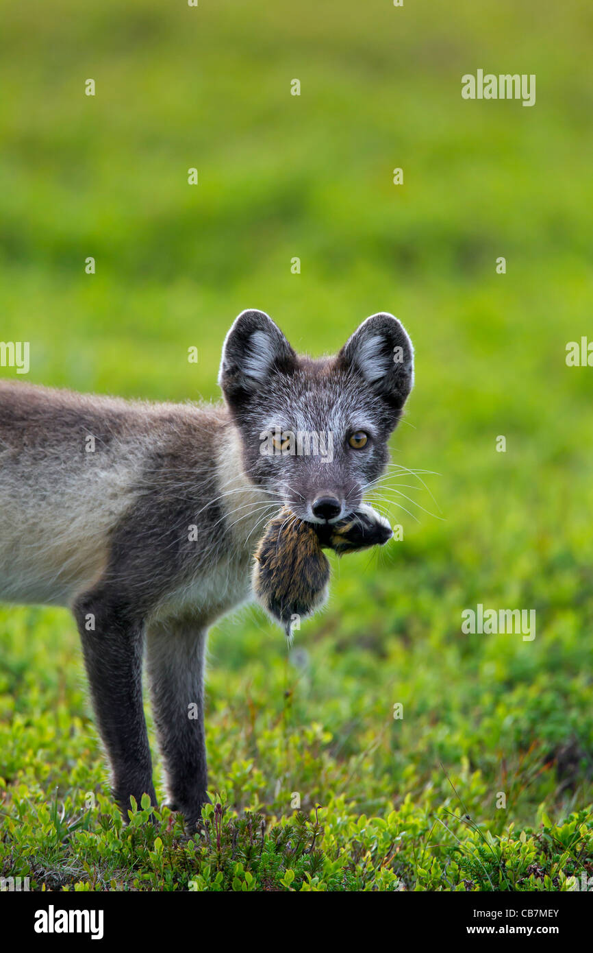 Polarfuchs (Vulpes Lagopus / Alopex Lagopus) mit Gefangenen Norwegen Lemming (Lemmus Lemmus) im Mund in der Tundra, Lappland, Schweden Stockfoto